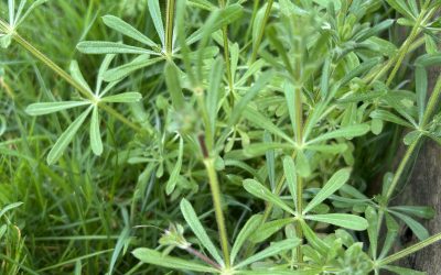 Why spring is the season for lymphatic renewal